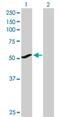 Cytochrome P450 Family 1 Subfamily A Member 1 antibody, H00001543-D01P, Novus Biologicals, Western Blot image 