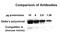 HSPB1 Associated Protein 1 antibody, MBS440079, MyBioSource, Western Blot image 