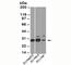 High Mobility Group Box 1 antibody, N1161-100UG, NSJ Bioreagents, Western Blot image 