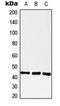 G-protein coupled receptor 182 antibody, LS-C353847, Lifespan Biosciences, Western Blot image 