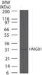 High Mobility Group Box 1 antibody, PA5-23491, Invitrogen Antibodies, Western Blot image 