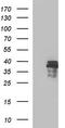 AN1-type zinc finger protein 3 antibody, LS-C788577, Lifespan Biosciences, Western Blot image 