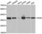 Cyclin Dependent Kinase 6 antibody, LS-C332394, Lifespan Biosciences, Western Blot image 