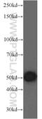 Kelch Domain Containing 3 antibody, 13905-1-AP, Proteintech Group, Western Blot image 