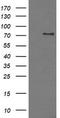 Phosphodiesterase 10A antibody, TA500888S, Origene, Western Blot image 