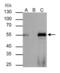 Forkhead Box A1 antibody, PA5-27157, Invitrogen Antibodies, Immunoprecipitation image 
