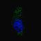Microtubule Associated Protein 1 Light Chain 3 Alpha antibody, LS-C165699, Lifespan Biosciences, Immunofluorescence image 