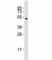 RUNX Family Transcription Factor 1 antibody, F53249-0.4ML, NSJ Bioreagents, Western Blot image 