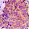 Matrix Metallopeptidase 7 antibody, LS-C352526, Lifespan Biosciences, Immunohistochemistry frozen image 