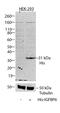 His tag antibody, R932-25, Invitrogen Antibodies, Western Blot image 