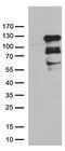 Zinc Finger Protein 202 antibody, TA811039S, Origene, Western Blot image 