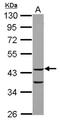 COP9 Signalosome Subunit 3 antibody, NBP2-15956, Novus Biologicals, Western Blot image 