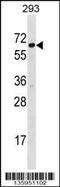 Signal Recognition Particle 54 antibody, 58-600, ProSci, Western Blot image 