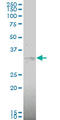 Mitogen-Activated Protein Kinase Kinase 6 antibody, LS-C197999, Lifespan Biosciences, Western Blot image 