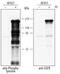 Phosphotyrosine antibody, AGM1676, R&D Systems, Western Blot image 