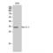 NK6 Homeobox 3 antibody, LS-C384917, Lifespan Biosciences, Western Blot image 