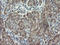 Replication Factor C Subunit 2 antibody, LS-C174109, Lifespan Biosciences, Immunohistochemistry paraffin image 