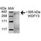 WD Repeat And FYVE Domain Containing 3 antibody, PA5-77795, Invitrogen Antibodies, Western Blot image 