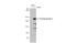 Thrombospondin 2 antibody, GTX636411, GeneTex, Western Blot image 