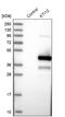 KTI12 Chromatin Associated Homolog antibody, NBP1-81177, Novus Biologicals, Western Blot image 