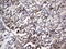 Thyroglobulin antibody, LS-C338956, Lifespan Biosciences, Immunohistochemistry frozen image 