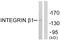 Integrin Subunit Beta 1 antibody, LS-B12418, Lifespan Biosciences, Western Blot image 