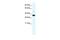 Annexin A3 antibody, PA5-41314, Invitrogen Antibodies, Western Blot image 