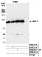 Tripartite Motif Containing 28 antibody, A700-014, Bethyl Labs, Immunoprecipitation image 