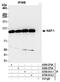 KAP-1 antibody, A700-014, Bethyl Labs, Immunoprecipitation image 