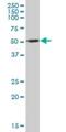 Protein Kinase X-Linked antibody, H00005613-B01P, Novus Biologicals, Western Blot image 