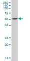 Protein Kinase X-Linked antibody, H00005613-B01P, Novus Biologicals, Western Blot image 