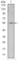 Activating Transcription Factor 2 antibody, abx012093, Abbexa, Western Blot image 