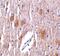 Tripartite Motif Containing 5 antibody, PA5-20048, Invitrogen Antibodies, Immunohistochemistry frozen image 