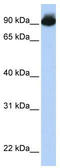 Engulfment And Cell Motility 3 antibody, TA329474, Origene, Western Blot image 