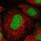 Stromal Antigen 1 antibody, PA5-57115, Invitrogen Antibodies, Immunofluorescence image 