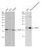 TATA-Box Binding Protein Associated Factor 12 antibody, PA5-78187, Invitrogen Antibodies, Western Blot image 