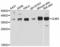 Gap Junction Protein Beta 3 antibody, LS-C332297, Lifespan Biosciences, Western Blot image 