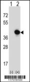 Replication Factor C Subunit 5 antibody, 61-523, ProSci, Western Blot image 