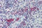 Lck Interacting Transmembrane Adaptor 1 antibody, SP3001P, Origene, Immunohistochemistry frozen image 