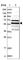 Tubulin Epsilon 1 antibody, HPA032074, Atlas Antibodies, Western Blot image 