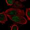 Peroxisome Proliferator Activated Receptor Gamma antibody, HPA051239, Atlas Antibodies, Immunofluorescence image 
