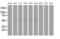 AP2M1 antibody, MA5-25571, Invitrogen Antibodies, Western Blot image 