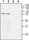 Nectin Cell Adhesion Molecule 1 antibody, PA5-77524, Invitrogen Antibodies, Western Blot image 