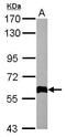 Collagen Type IV Alpha 3 Binding Protein antibody, GTX108337, GeneTex, Western Blot image 