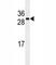 Cell Division Cycle Associated 8 antibody, F40241-0.4ML, NSJ Bioreagents, Western Blot image 