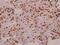 Transcription Elongation Factor A Like 1 antibody, PA5-36612, Invitrogen Antibodies, Immunohistochemistry paraffin image 