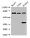 BR Serine/Threonine Kinase 1 antibody, CSB-PA837438LA01HU, Cusabio, Western Blot image 