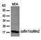Cofilin 1 antibody, orb69533, Biorbyt, Western Blot image 