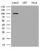 AB1IP antibody, LS-C794803, Lifespan Biosciences, Western Blot image 