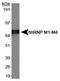 Heterogeneous Nuclear Ribonucleoprotein M antibody, NB200-314, Novus Biologicals, Western Blot image 